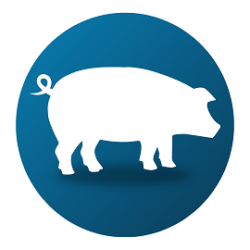 Swine 25%