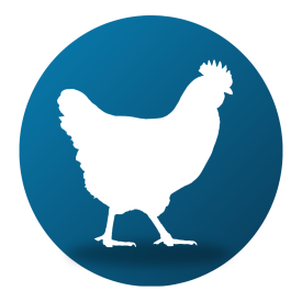 Poultry